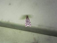 Many-Spotted Scoparia Moth